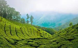 Munnar Hill station is one of the famous and beautiful Hill station located in the state of Kerala, India.  