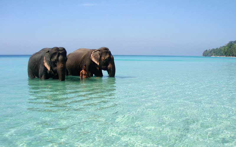 Elephant beach