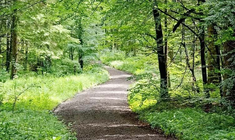 Gilbert Trail in Kasauli