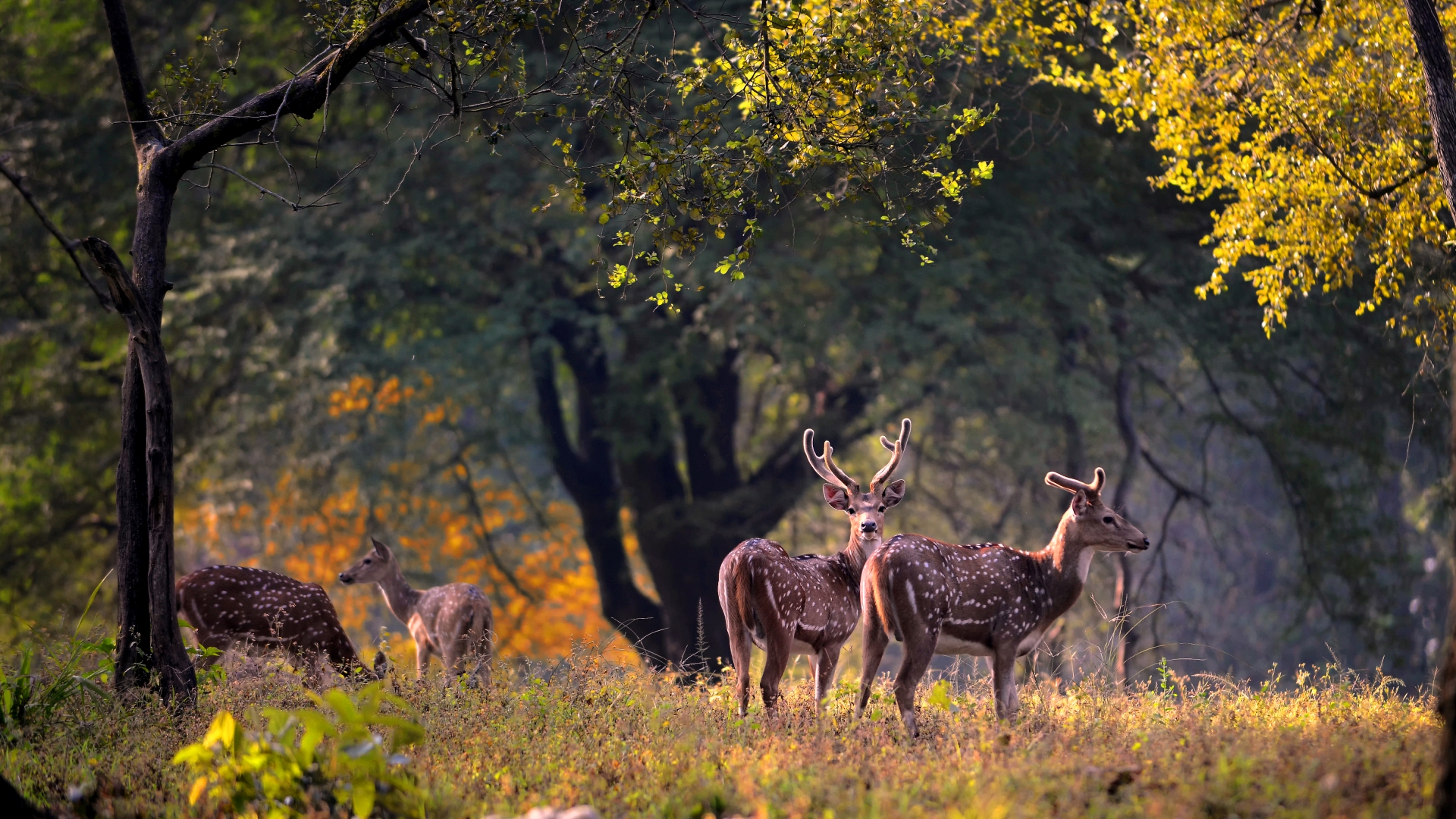 Deer in the park