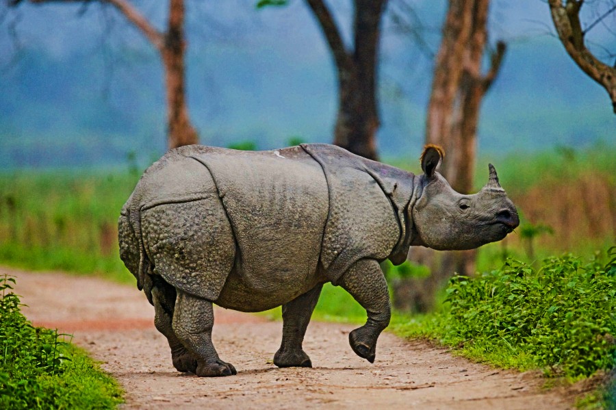 Kaziranga National Park