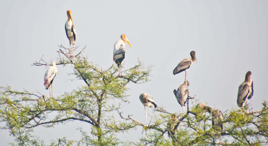 Birds in the Keoladeo National Park