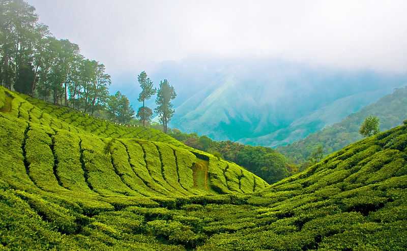 Munnar Hill station is one of the famous and beautiful Hill station located in the state of Kerala, India.  