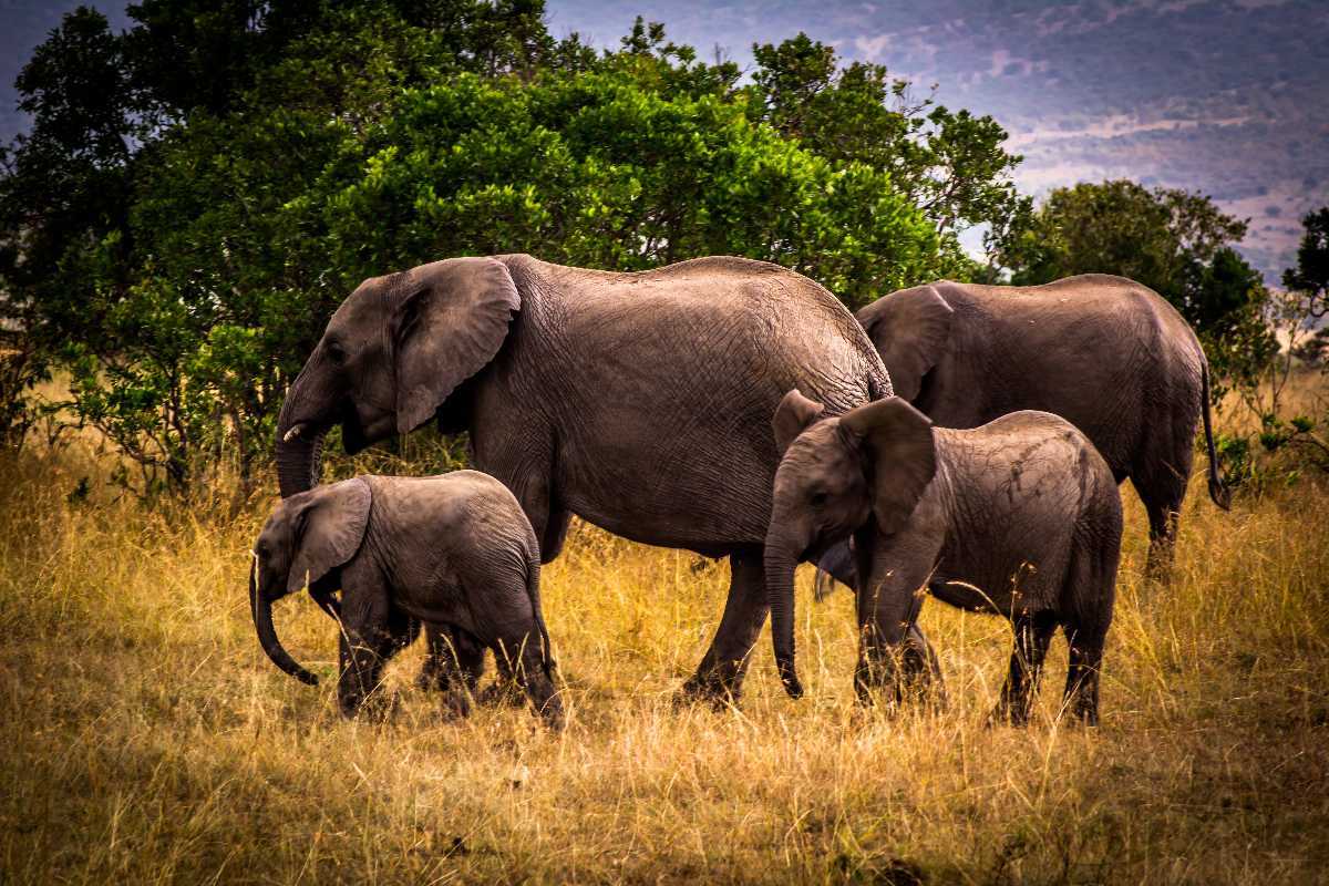 Elephants in the park