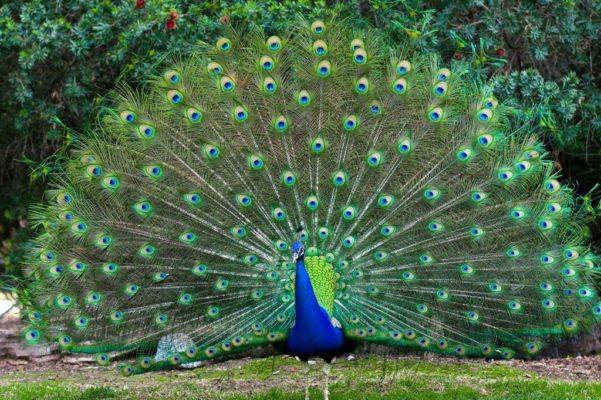 Peacock National Bird of India