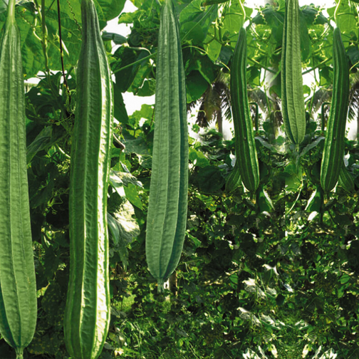 Ridge gourd