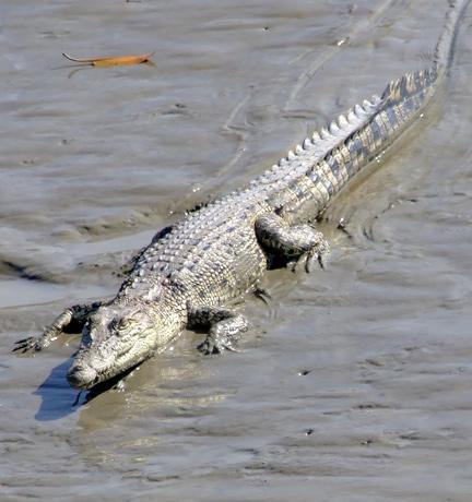 saltwater crocodile in the park