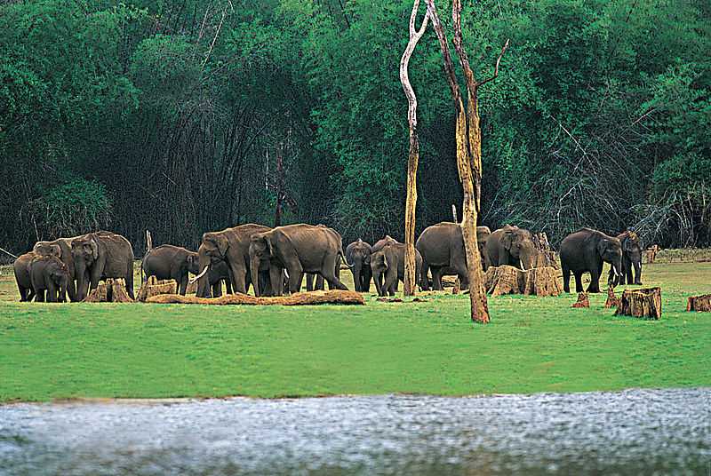 Thekkady is located in the Idukki District of Kerala and is one of the most important tourist’s destinations in Kerala India. 