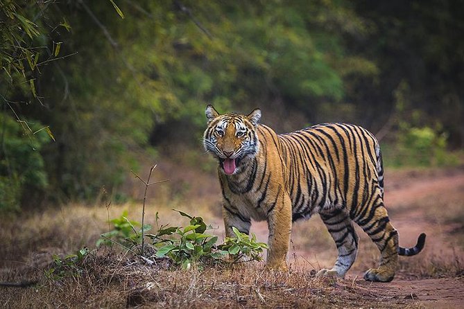 Bandhavgarh National park is a popular national park located in the Vindhya Hills of Umaria District in Madhya Pradesh, India. 