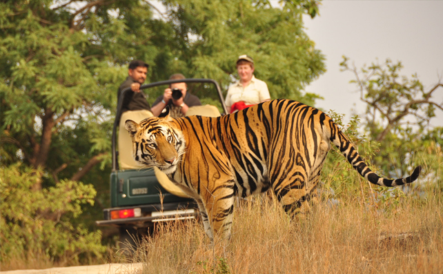 tiger in Bandipur