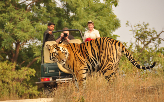 bandipur tiger safari timings