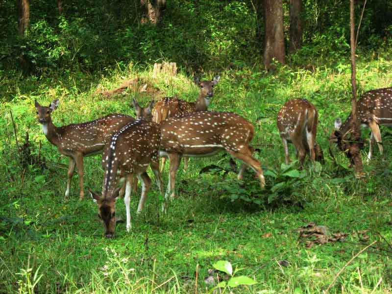 Deer in Bandipur National park