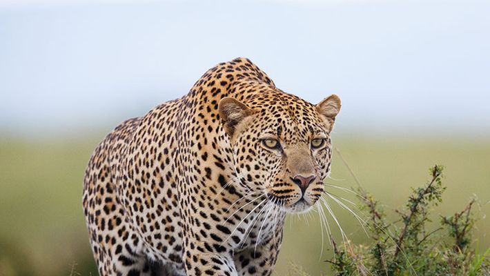 Bannerghatta national park