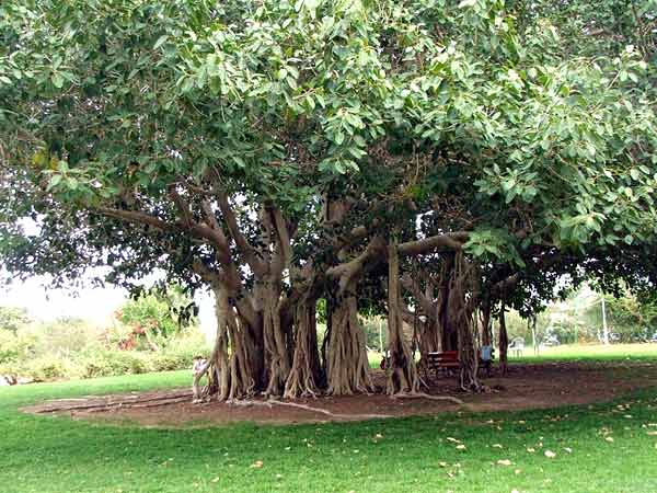 Banyan tree National tree of India