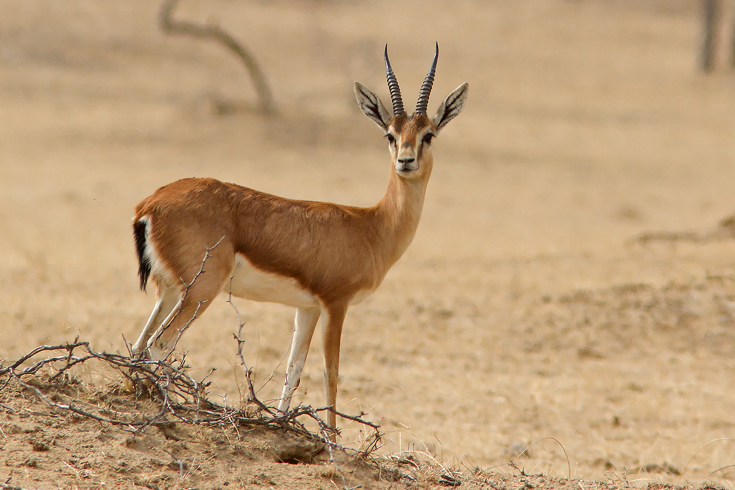 Chinkara is very common in the park