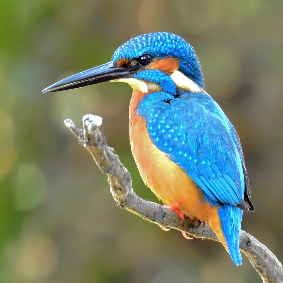 Common kingfisher in the park