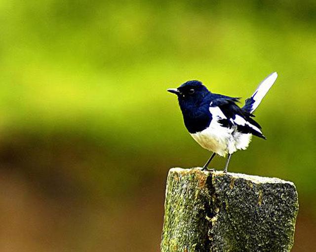 Flora and Fauna in Coorg