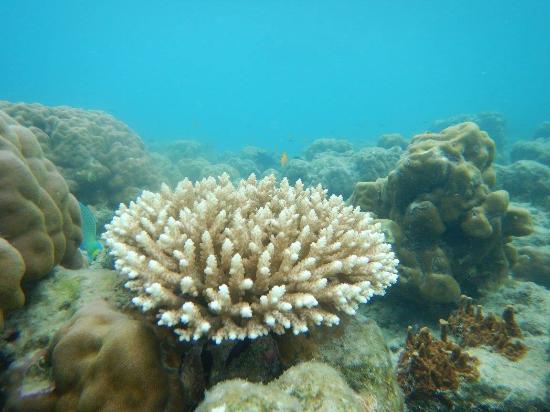 Corals in Andaman Beach