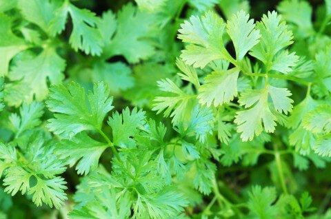 Coriander leaves