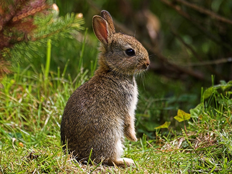 Fauna in Deccan plateau