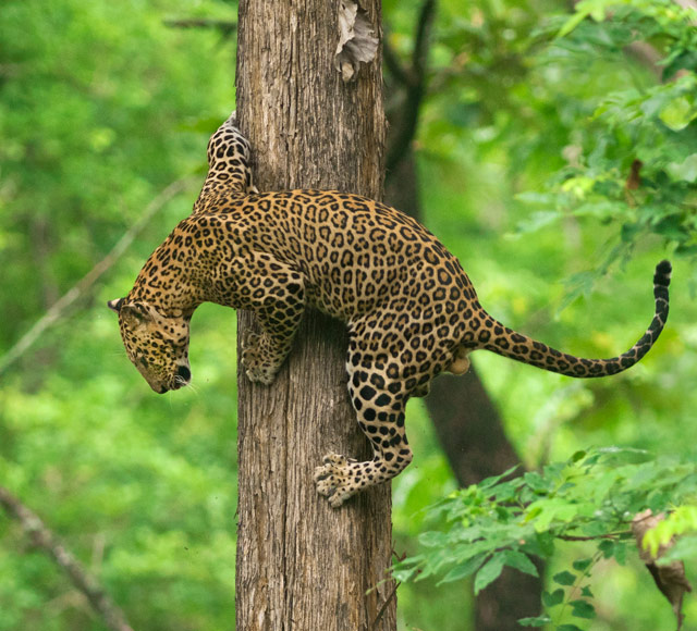 National Parks in Deccan Plateau