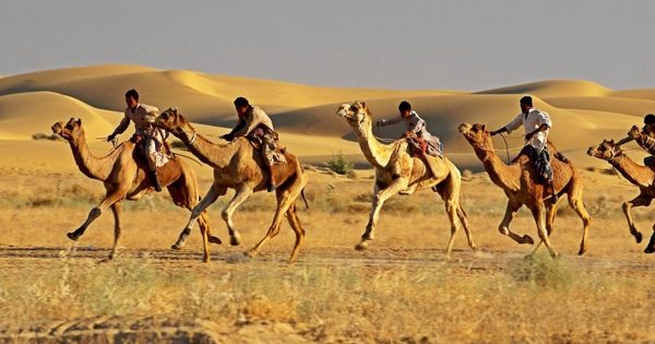 Camel race