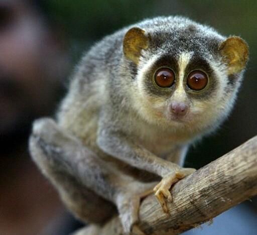 Slender Loris in Eastern Ghats