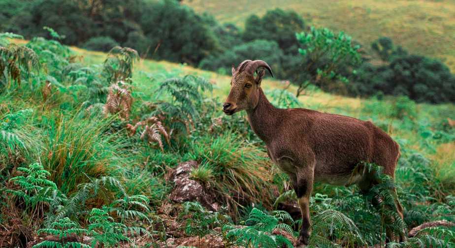 Eravikulam National park