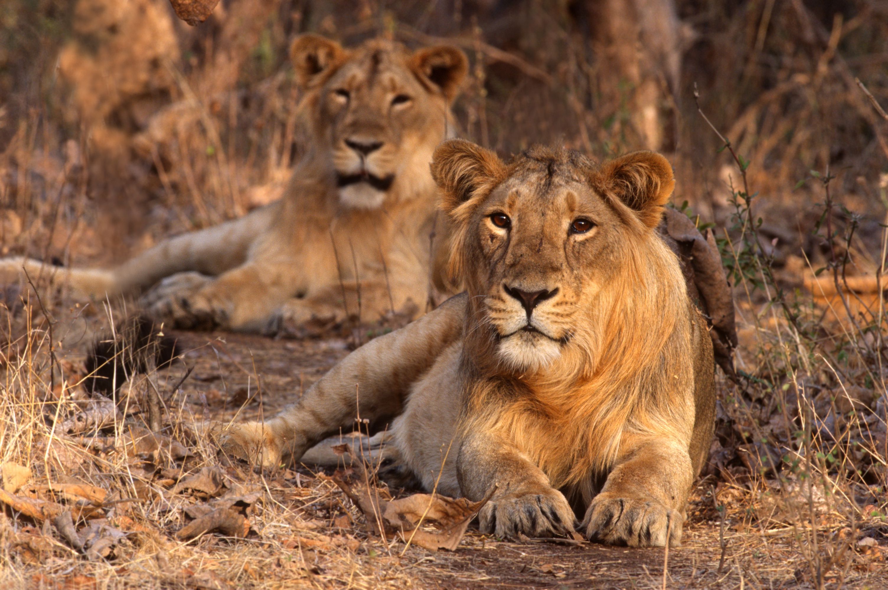 Gir National Park and wildlife sanctuary also known as Sasan Gir is home for majestic Asiatic Lions. It is located near Talala Gir in Gujarat, India