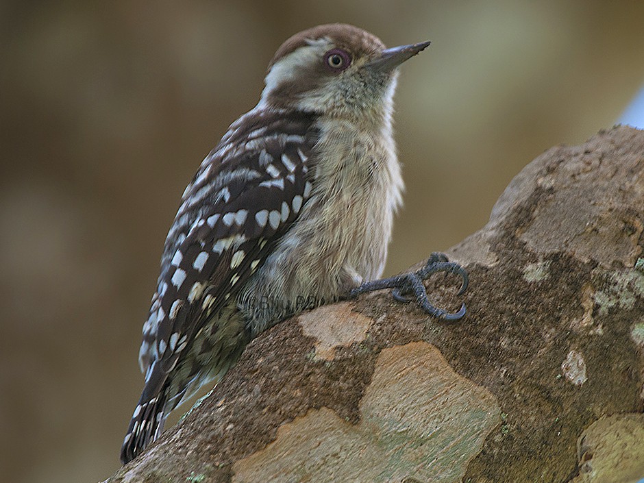 Brown capped pygmy owl in the park