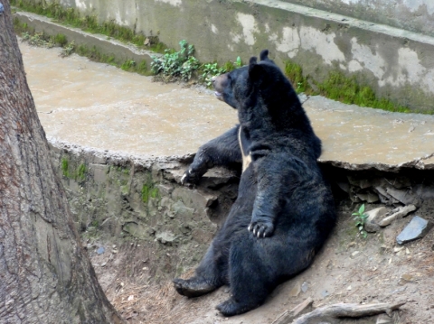 Asiatic Black Bear in the park