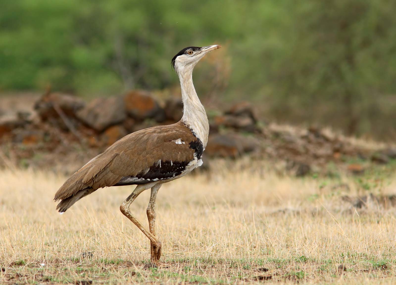 The Great Indian Bustard