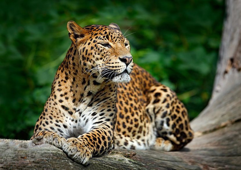 Indian leopard in the park