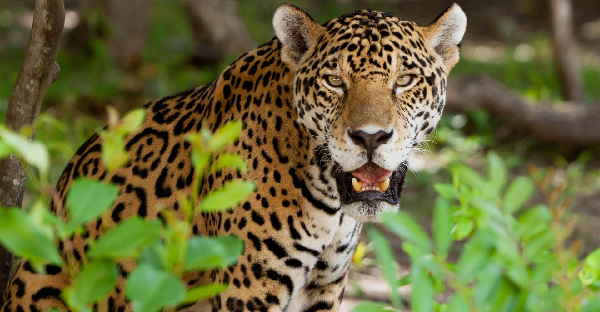 Indian Leopard in Sariska National Park
