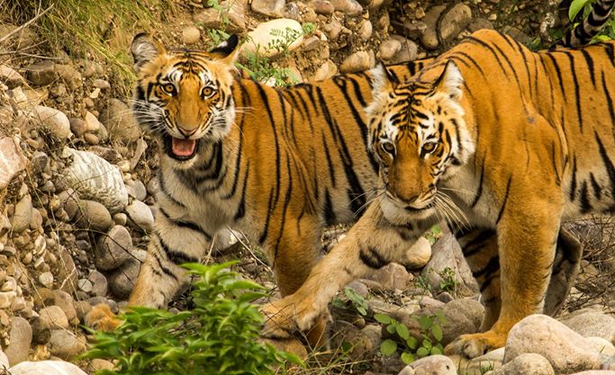 Jim Corbett National Park