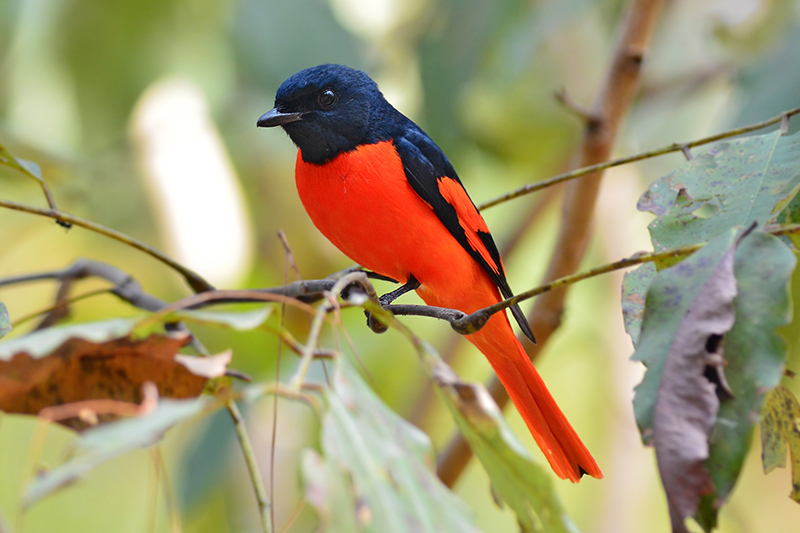 The park is full of beautiful birds