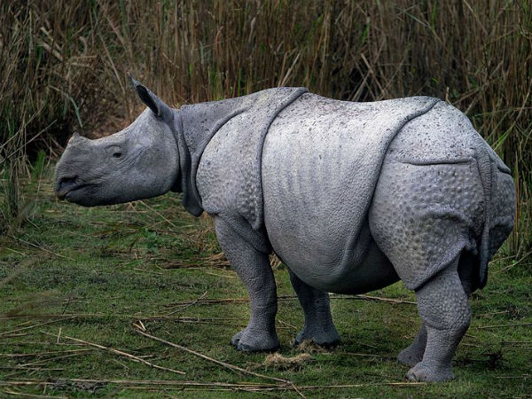 One horned Rhinoceros in the park