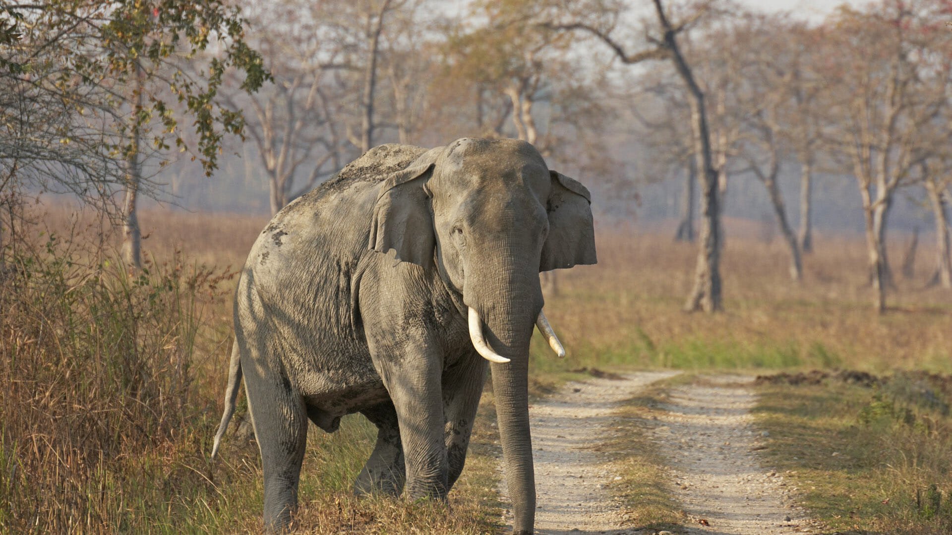 Elephant walking in the park