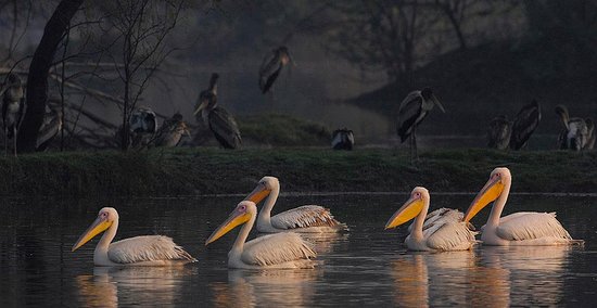 Many varieties birds, waterfowl can be seen