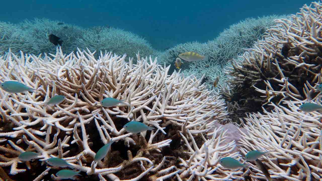 Coral Reefs