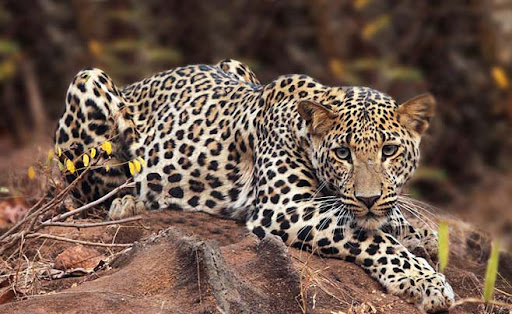 Leopard in the park