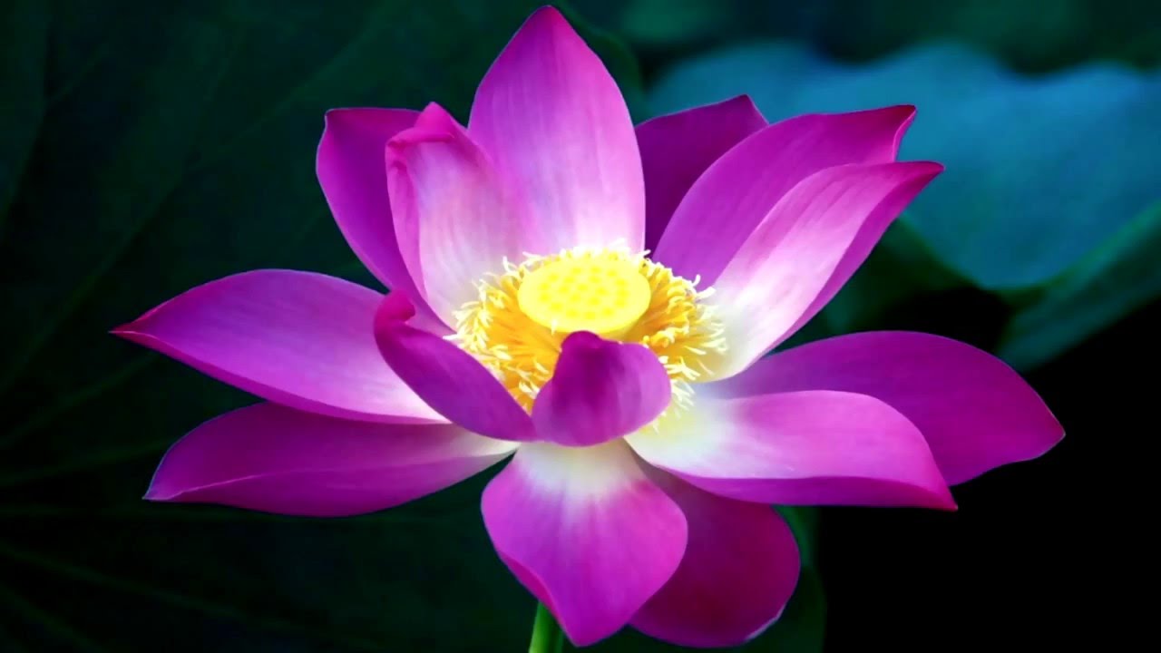 Lotus-National Flower of India