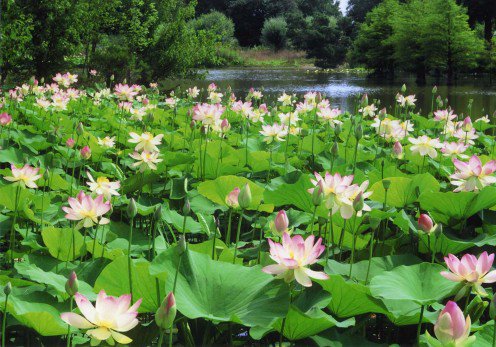 Lotus Plant