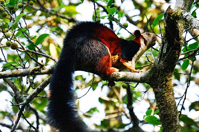 Fauna in Goa Sanctuary