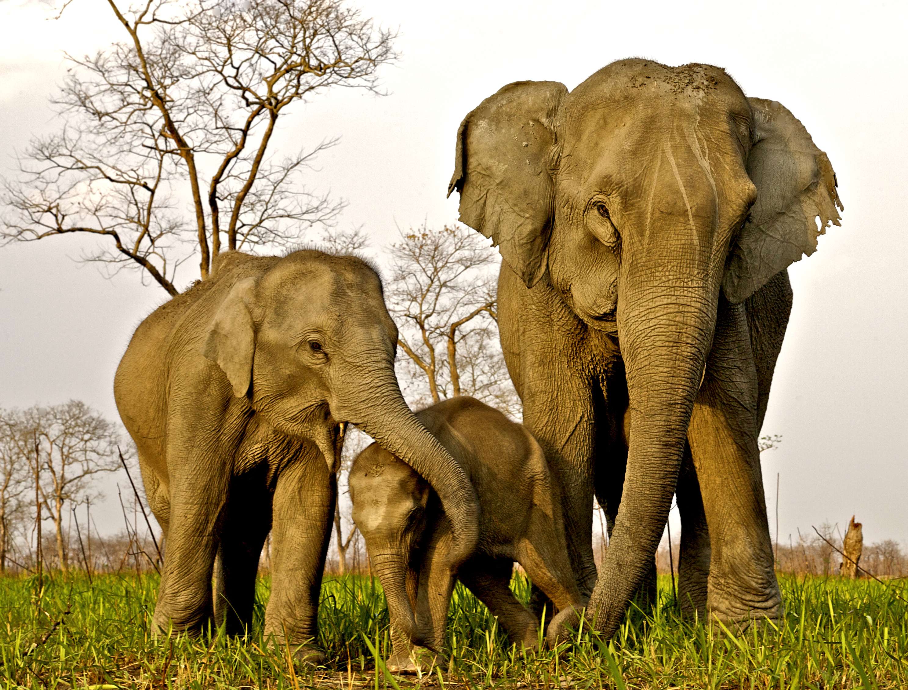 Elephants at the park