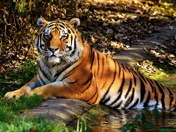 Mudumalai National Park