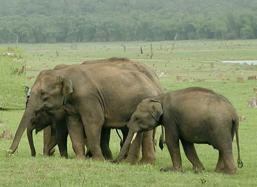 Family time for the elephants