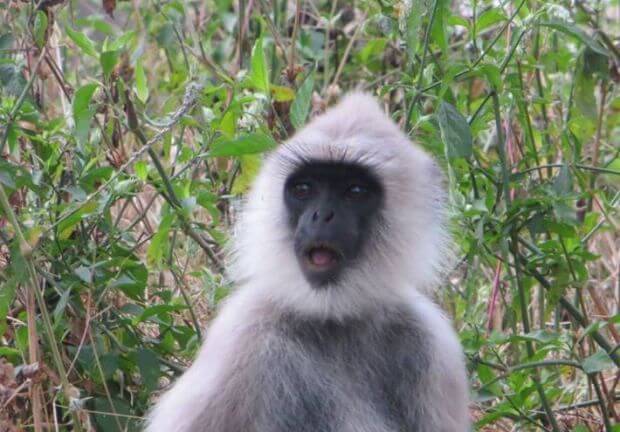 Langoor at the park