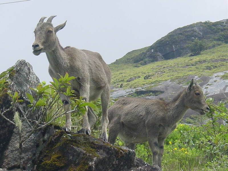 Mukurthi National Park is located in the western  corner of Nilgiri Plateau in the state of Tamil Nadu, India.