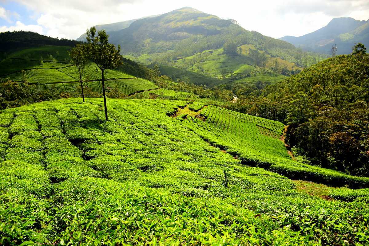 Munnar in Kerala